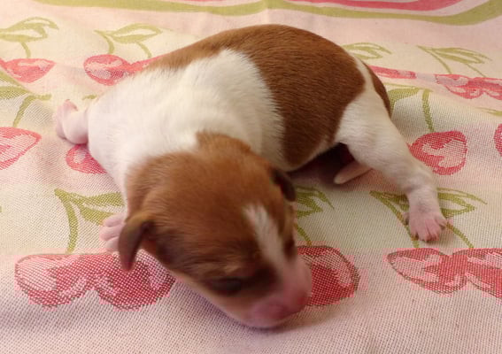 Welpe Nr. 2, Hündin