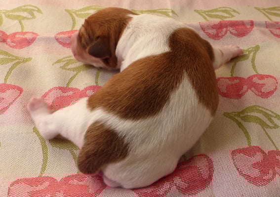 Welpe Nr. 2, Hündin