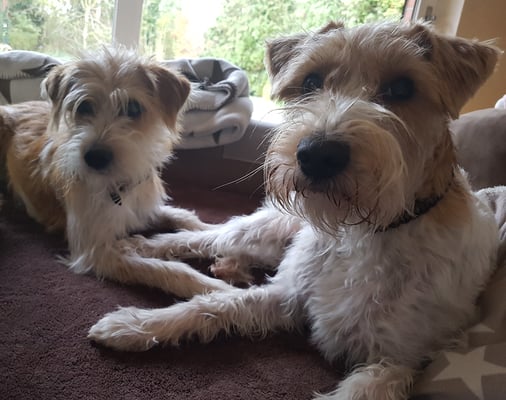 links Alma, rechts Hummel