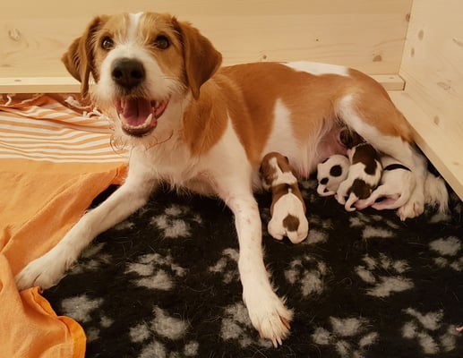 stolze freudige Bijou