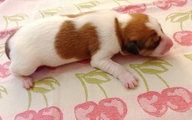 Welpe Nr. 1, Hündin