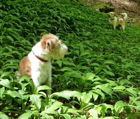 Tuba im Bärlauchrausch