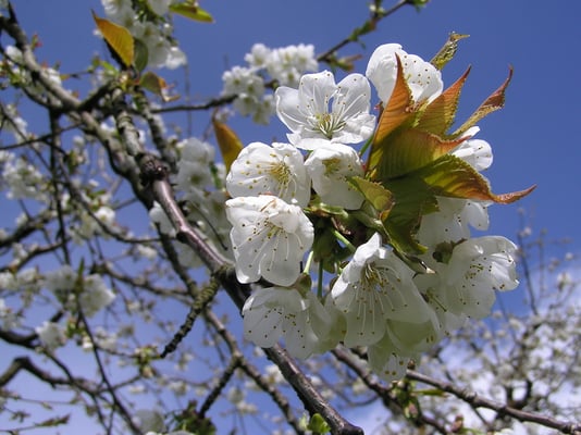 Kirschbaumblüte, immer wieder ein Ereignis