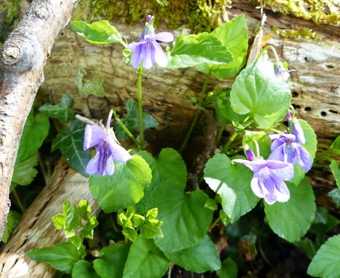 überall blühen die Veilchen