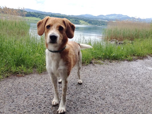 Unser Herr Schnüggel verbringt seinen Geburtstag mit einer tollen Hunderunde