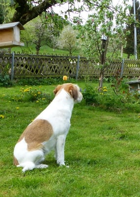 Meditation im Chirsgarten...