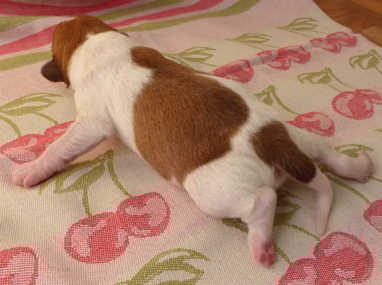 Welpe Nr. 2, Hündin