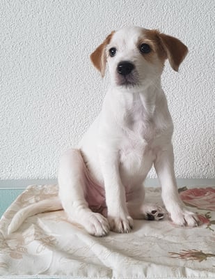 Belle Alva von der Bijouterie Chlinau