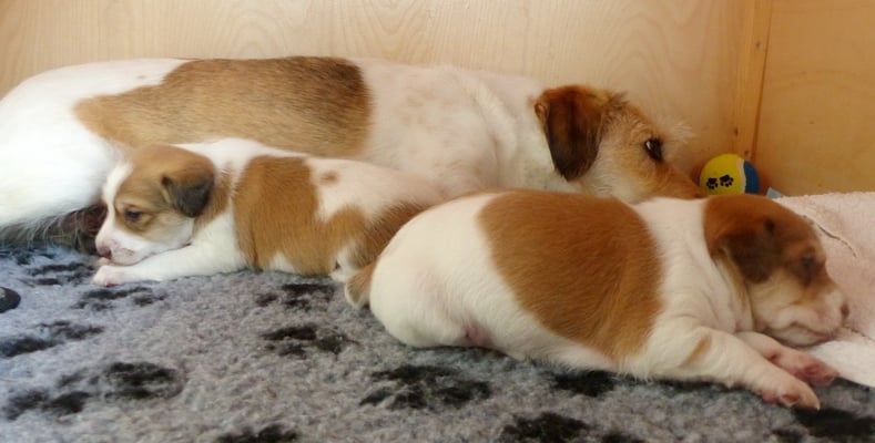 eine Pause muss sein.... bevor man wieder durch die Kiste stakst und das Knurren, Bellen und Schwanzwedeln übt...