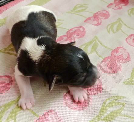 Caruso vom Chirsgarten