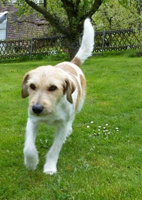 jetzt habe ich genug Aktivität gehabt, ich komm' zu Dir Frauchen, hör auf mit dem Photographieren, streichle mich lieber...