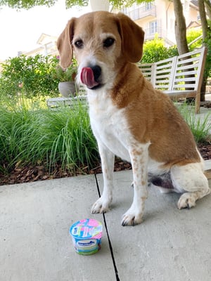 Amiro mit seinem Geburtstags-Glacé