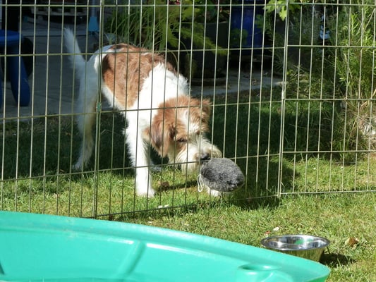 Tuba kämpft um sei Dotti