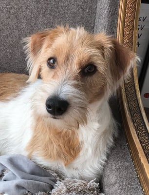 Arbataxa, Februar 2017