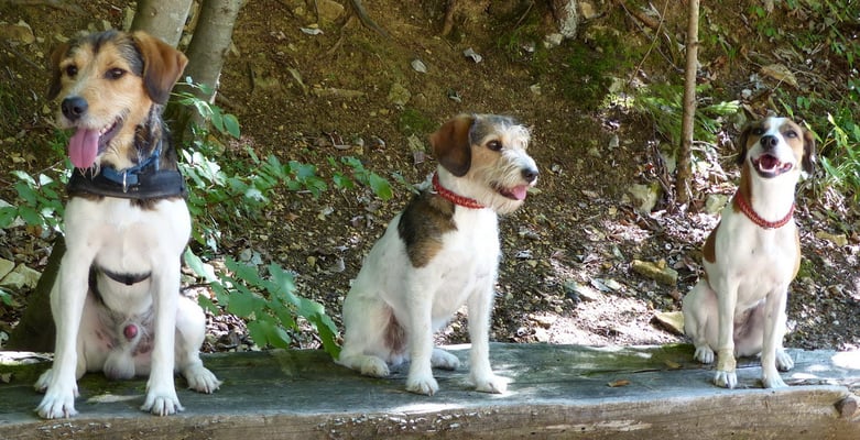 Asterix, Askia und Debby