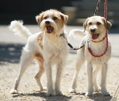 der grosse Wilde und die kleine Brave... ;-) Tuba und Wurzel