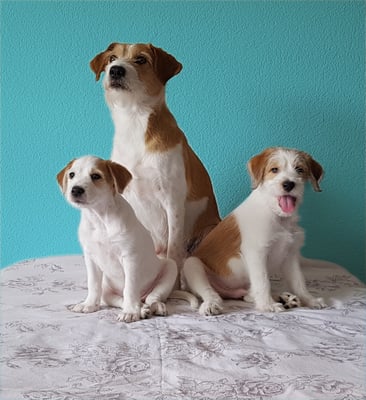 Bijou im August 2020 mit ihrem B-Wurf