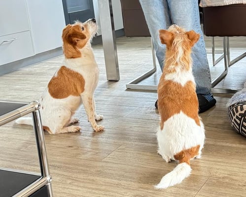 sie betteln nicht, sie warten nur - Bijou und Amélie