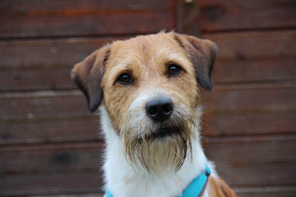 Ari von den Elbsanddünen