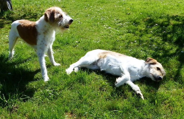 ach Tuba, ich mag nicht...