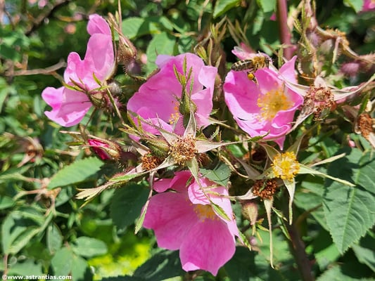 Rosa villosa - Apfel-Rose