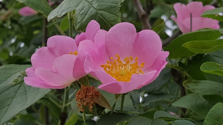 Rosa subcollina