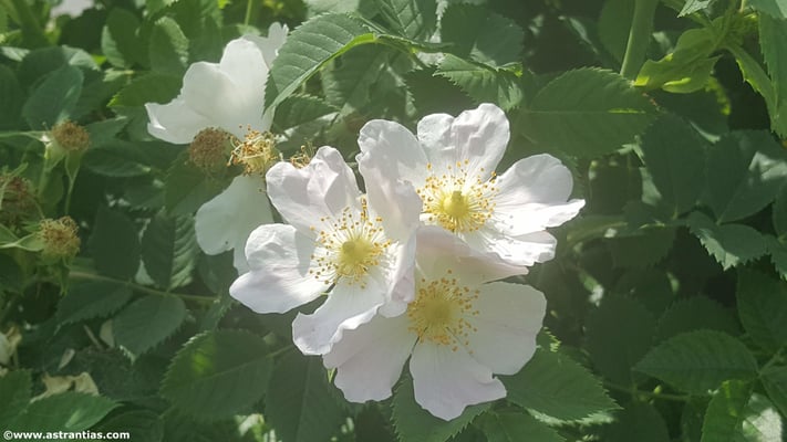 Rosa corymbifera