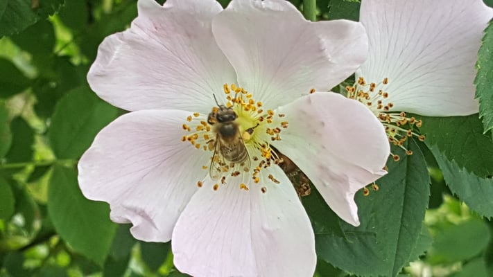 Rosa abietina
