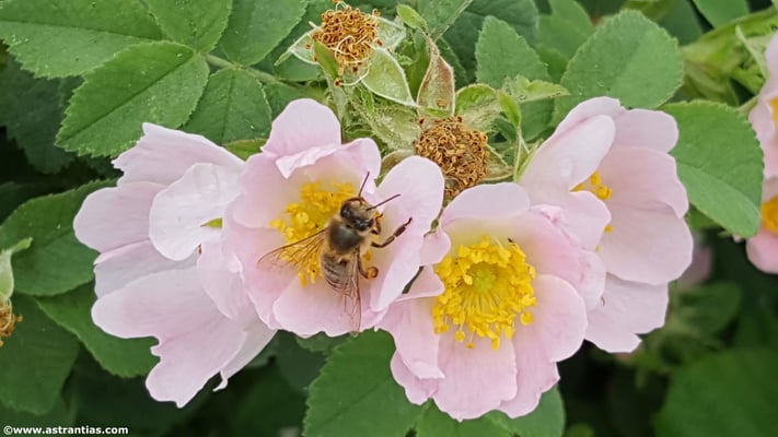 Rosa pseudoscabriuscula - Kratz-Rose