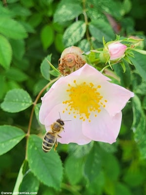 Rosa subcanina - Fast-Hundsrose