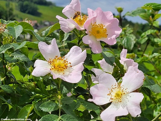 Rosa corymbifera - Busch-Rose