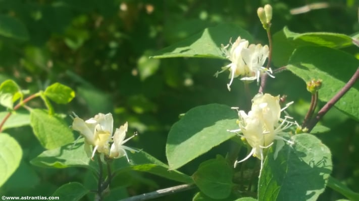 Lonicera peryclymenum
