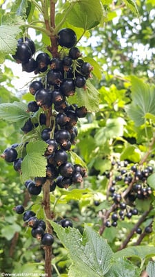 Ribes nigrum "Müli"
