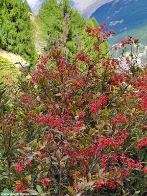 Berberis vulgaris