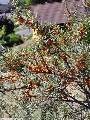 Hippophae rhamnoides
