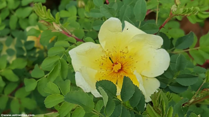 Pflanzensortiment AstrantiAs Wildrosen am Spezialitäten Markt Wädenswil 10.05.2025