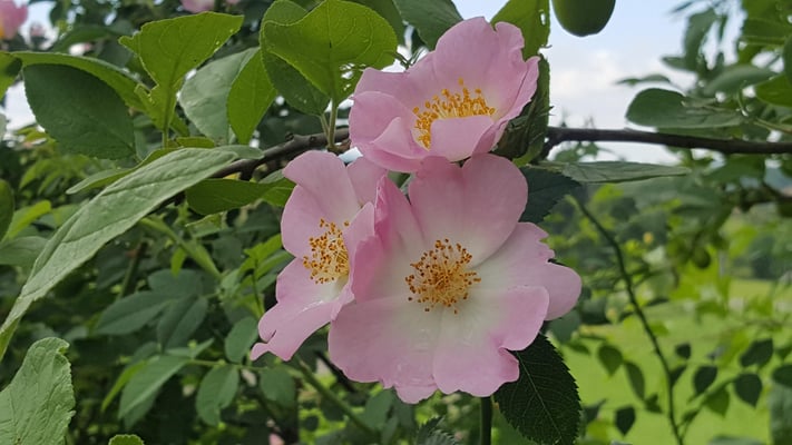 Rosa canina
