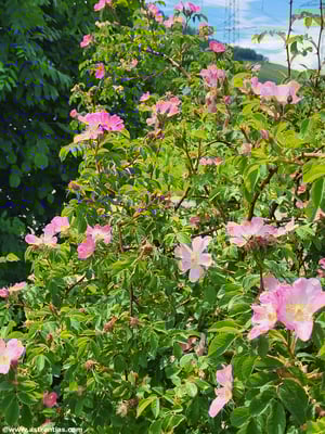 Rosa dumalis