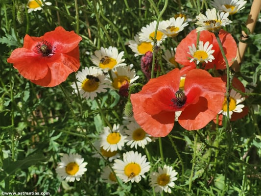 Pflanzensortiment AstrantiAs Wildstauden am Spezialitäten Markt Wädenswil 10.05.2025