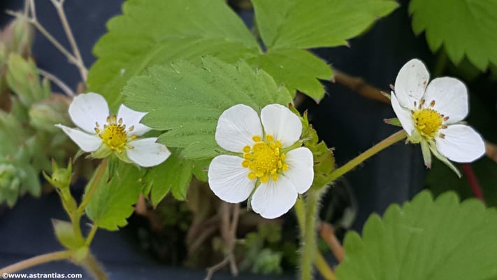 Pflanzensortiment AstrantiAs Wildbeeren am Spezialitäten Markt Wädenswil 10.05.2025