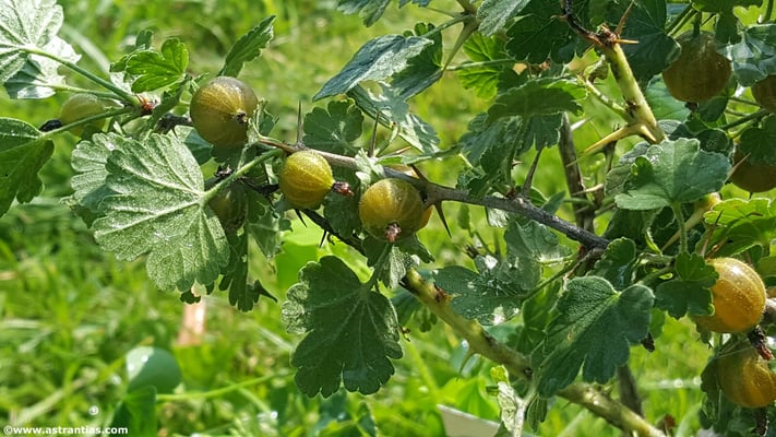 Ribes uva-crispa - Stachelbeere
