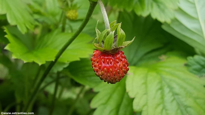 Fragaria vesca - Walderdbeere