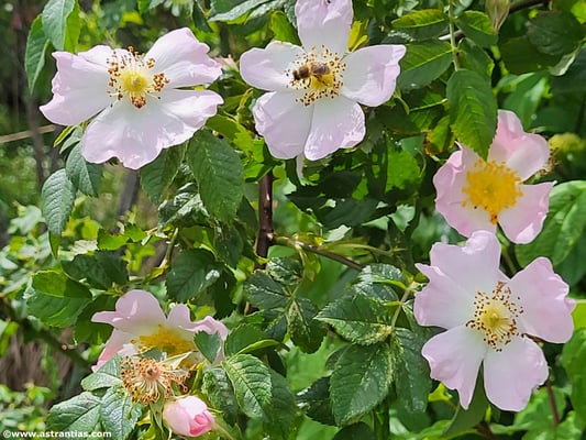 Rosa corymbifera - Busch-Rose