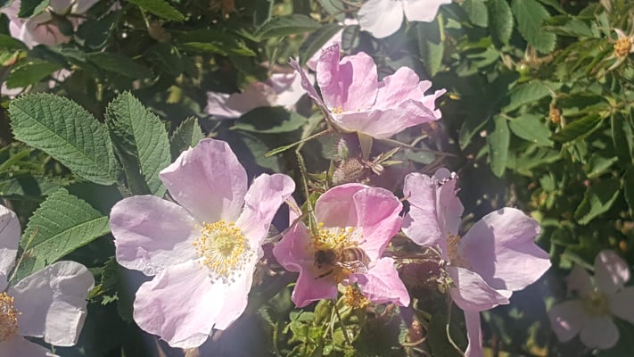 Rosa villosa