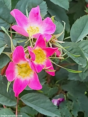 Rosa glauca