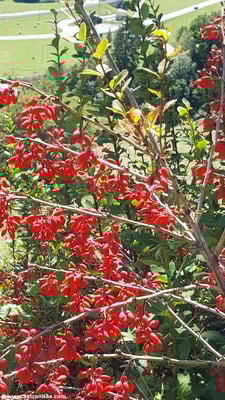 Berberis vulgaris