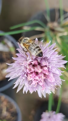 Allium schoenoprasum