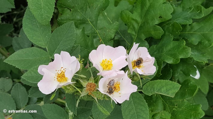 Rosa pseudoscabriuscula