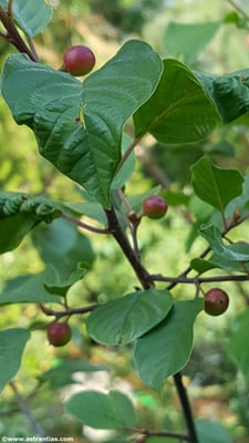 Frangula alnus