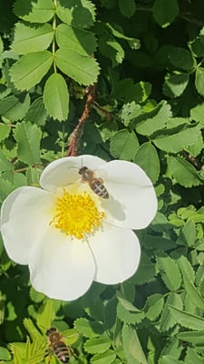 Rosa arvensis